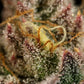 Legendary OG Punch - Cannaseuse - Curated Genetics - Royal Queen Seeds