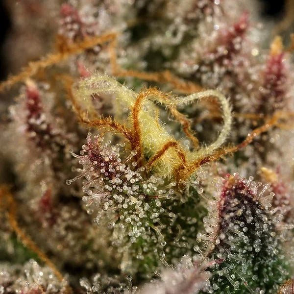 Legendary OG Punch - Cannaseuse - Curated Genetics - Royal Queen Seeds