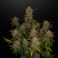 Lemon AK Auto - Cannaseuse - Curated Genetics - 42 Fast Buds