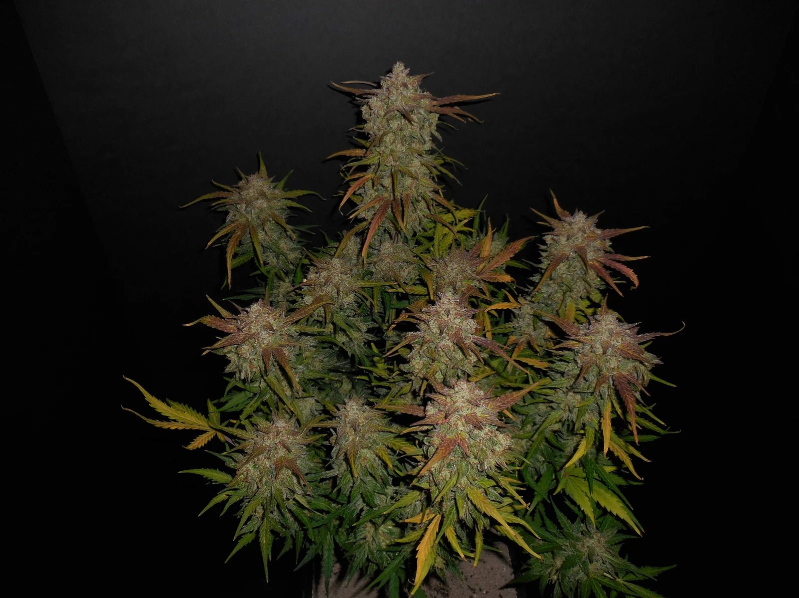 Lemon AK Auto - Cannaseuse - Curated Genetics - 42 Fast Buds