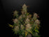 Lemon AK Auto - Cannaseuse - Curated Genetics - 42 Fast Buds