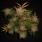 Lemon AK Auto - Cannaseuse - Curated Genetics - 42 Fast Buds