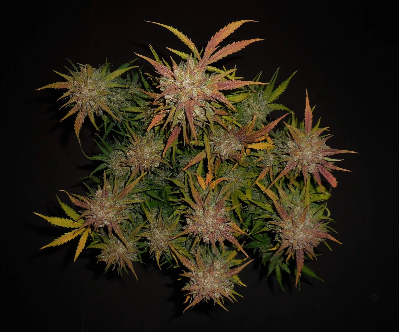 Lemon AK Auto - Cannaseuse - Curated Genetics - 42 Fast Buds