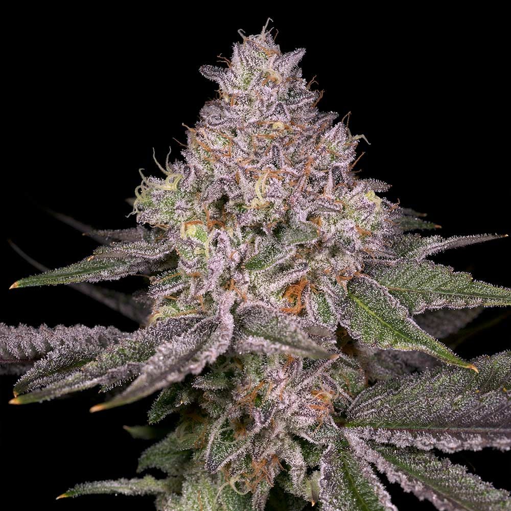 Archive Seed Bank-Lemon Cane V2