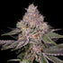 Archive Seed Bank-Lemon Cane V2