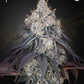 Green House Seeds-Lemon Orange