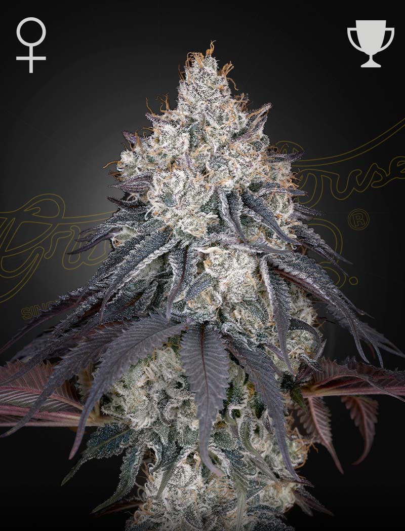 Green House Seeds-Lemon Orange
