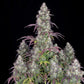 Lemon Pie Auto - Cannaseuse - Curated Genetics - 42 Fast Buds