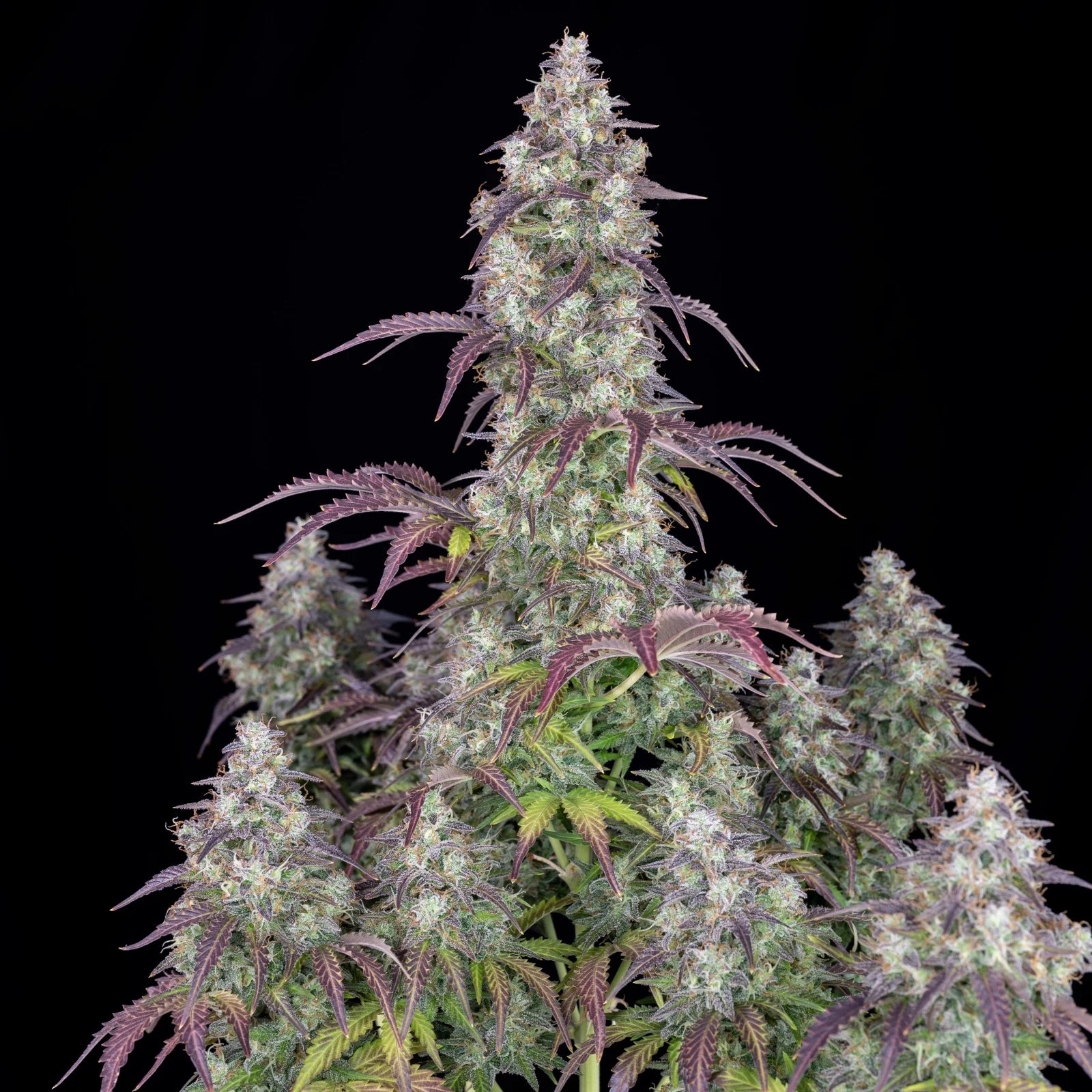 Lemon Pie Auto - Cannaseuse - Curated Genetics - 42 Fast Buds