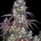 Lemon Pie Auto - Cannaseuse - Curated Genetics - 42 Fast Buds