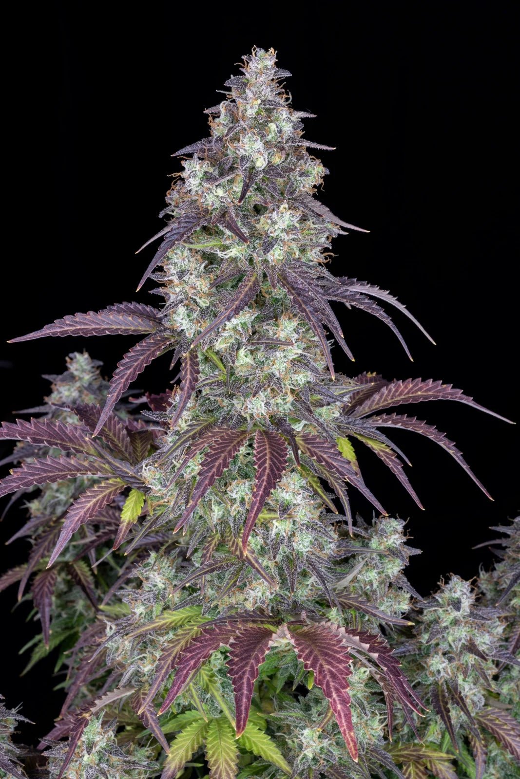 Lemon Pie Auto - Cannaseuse - Curated Genetics - 42 Fast Buds