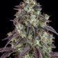 Lemon Pie Auto - Cannaseuse - Curated Genetics - 42 Fast Buds