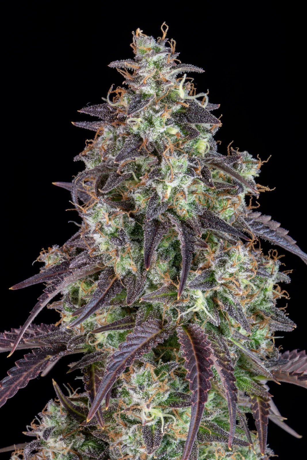 Lemon Pie Auto - Cannaseuse - Curated Genetics - 42 Fast Buds