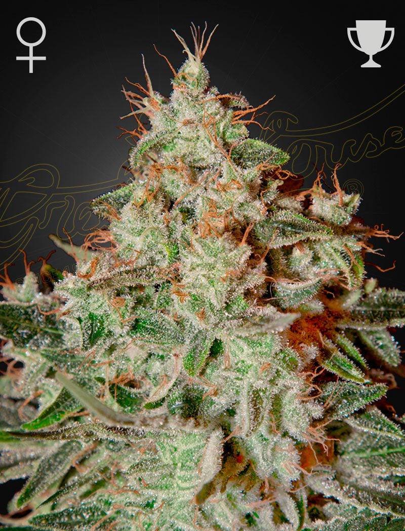Green House Seeds-Lemon Skunk