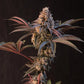 Lemon Cherry Runtz™ - Cannaseuse - Curated Genetics - 42 Fast Buds