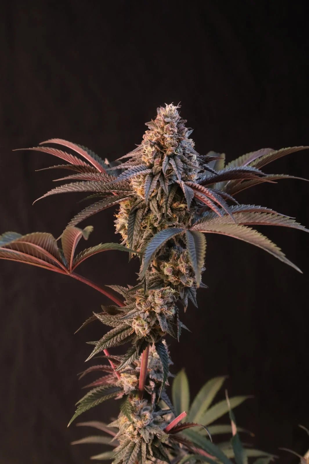 Lemon Cherry Runtz™ - Cannaseuse - Curated Genetics - 42 Fast Buds