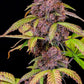 Lemon Cherry Cookies Auto - Cannaseuse - Curated Genetics - 42 Fast Buds