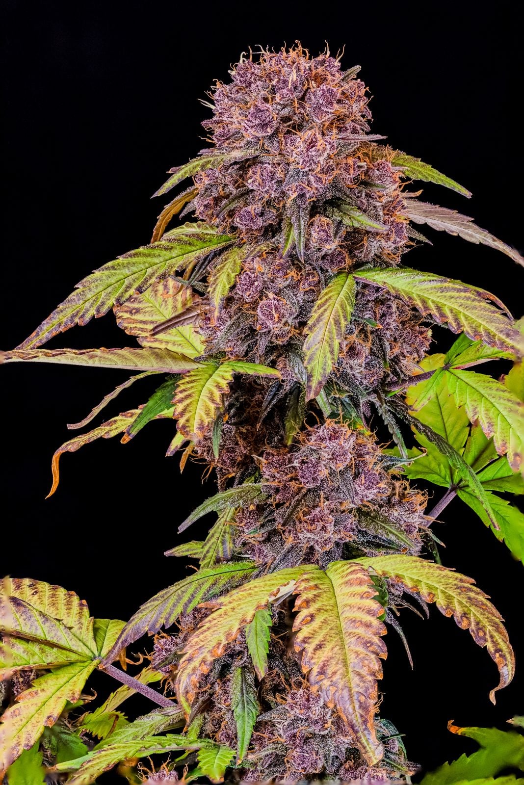 Lemon Cherry Cookies Auto - Cannaseuse - Curated Genetics - 42 Fast Buds