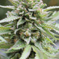 Humboldt Seed Company-Lemongrass