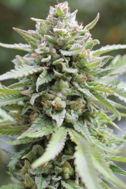 Humboldt Seed Company-Lemongrass