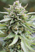 Humboldt Seed Company-Lemongrass