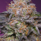 Grounded Genetics-Lime Drizzle