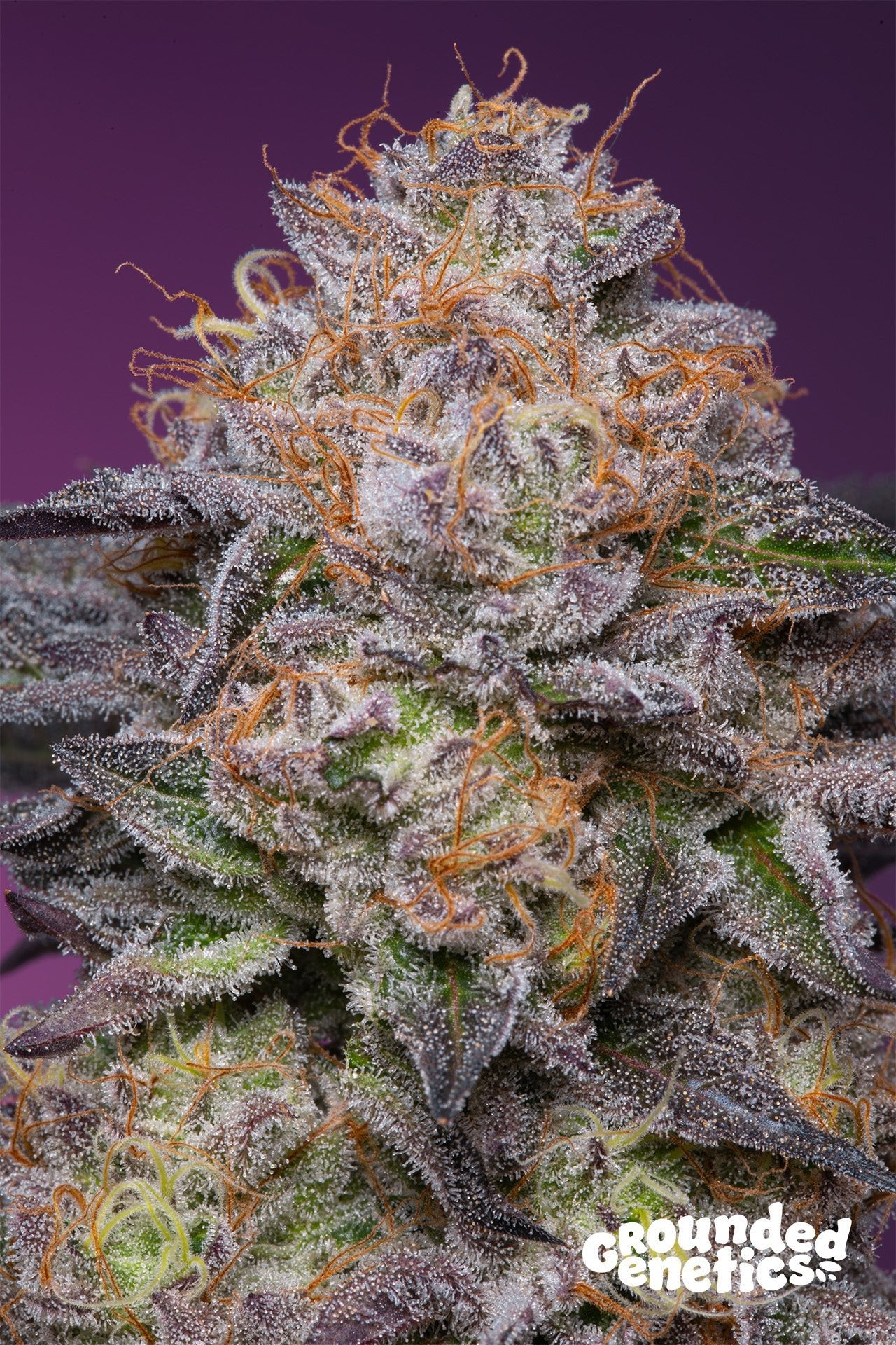 Grounded Genetics-Lime Drizzle