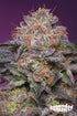Grounded Genetics-Lime Drizzle