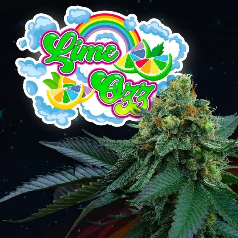Perfect Tree Seeds-Lime OZZ