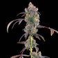 Grounded Genetics-Lime Slurpi