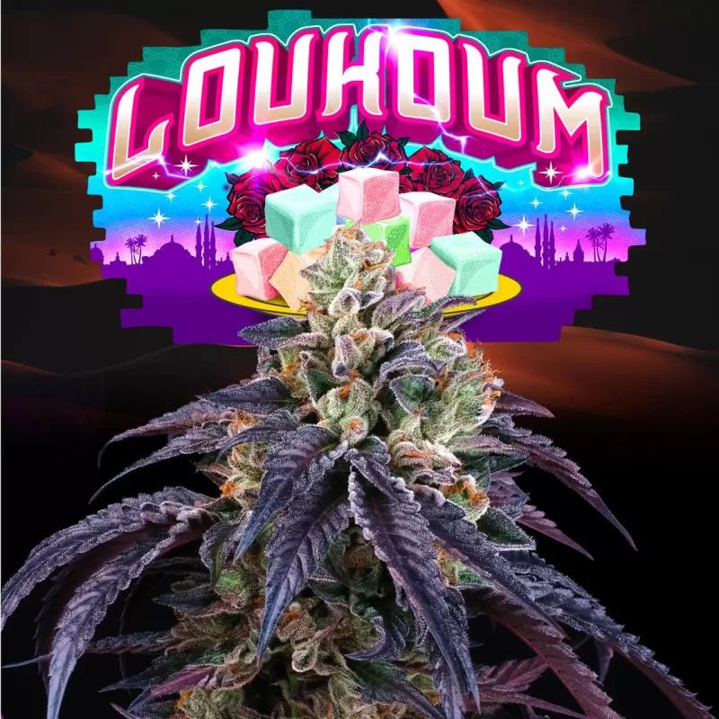 Loukoum