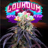 Perfect Tree Seeds-Loukoum