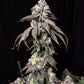 Lovin In Her Eyes-Blueberry Fudge