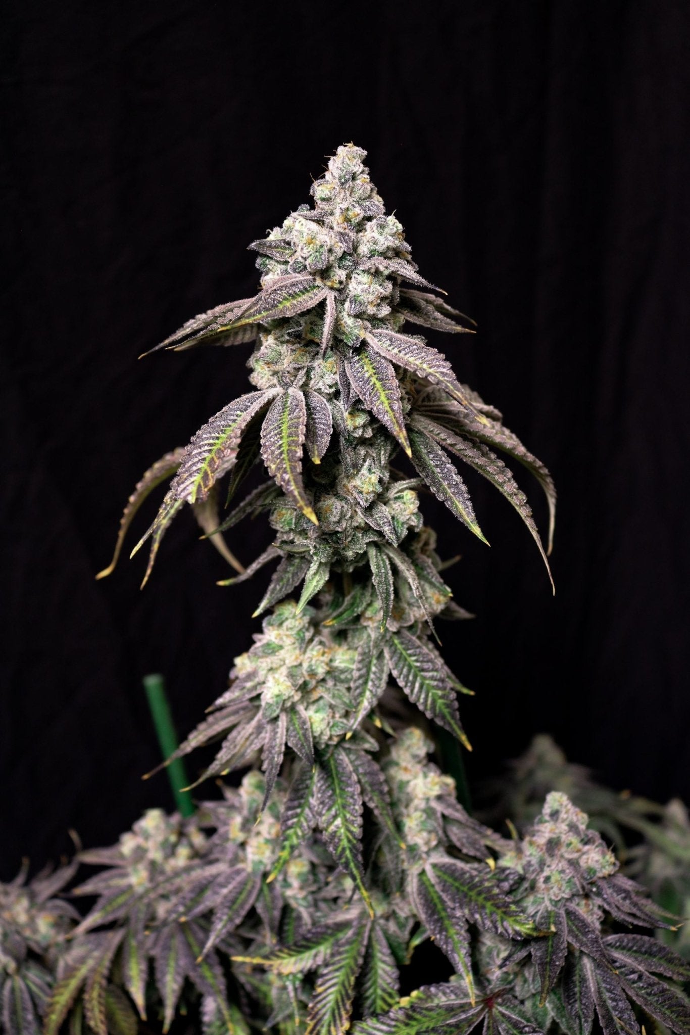 Lovin In Her Eyes-Blueberry Fudge