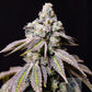 Lovin In Her Eyes-Blueberry Fudge