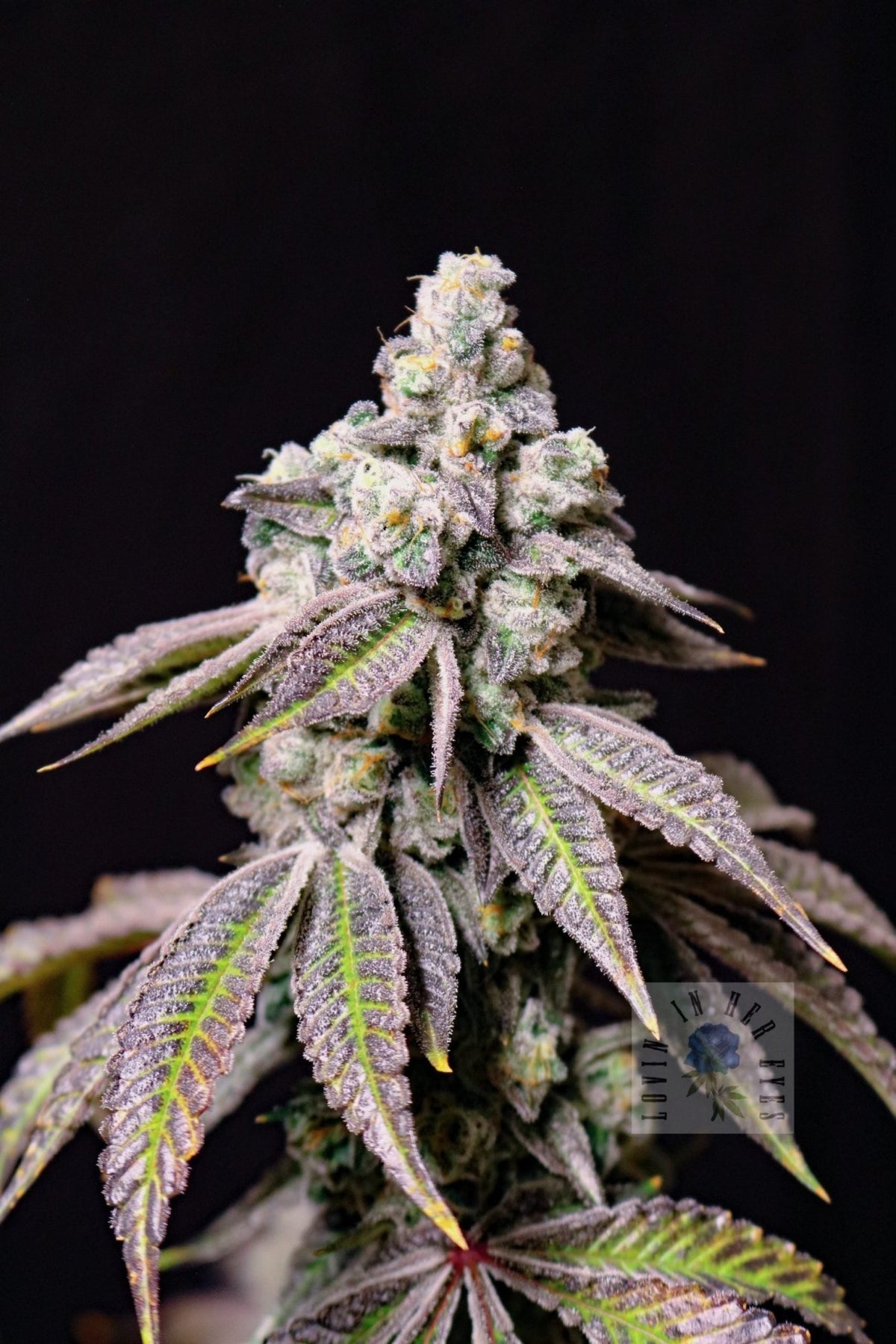 Lovin In Her Eyes-Blueberry Fudge