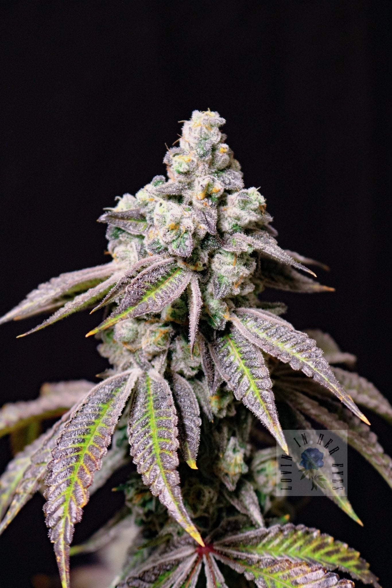 Lovin In Her Eyes-Blueberry Fudge