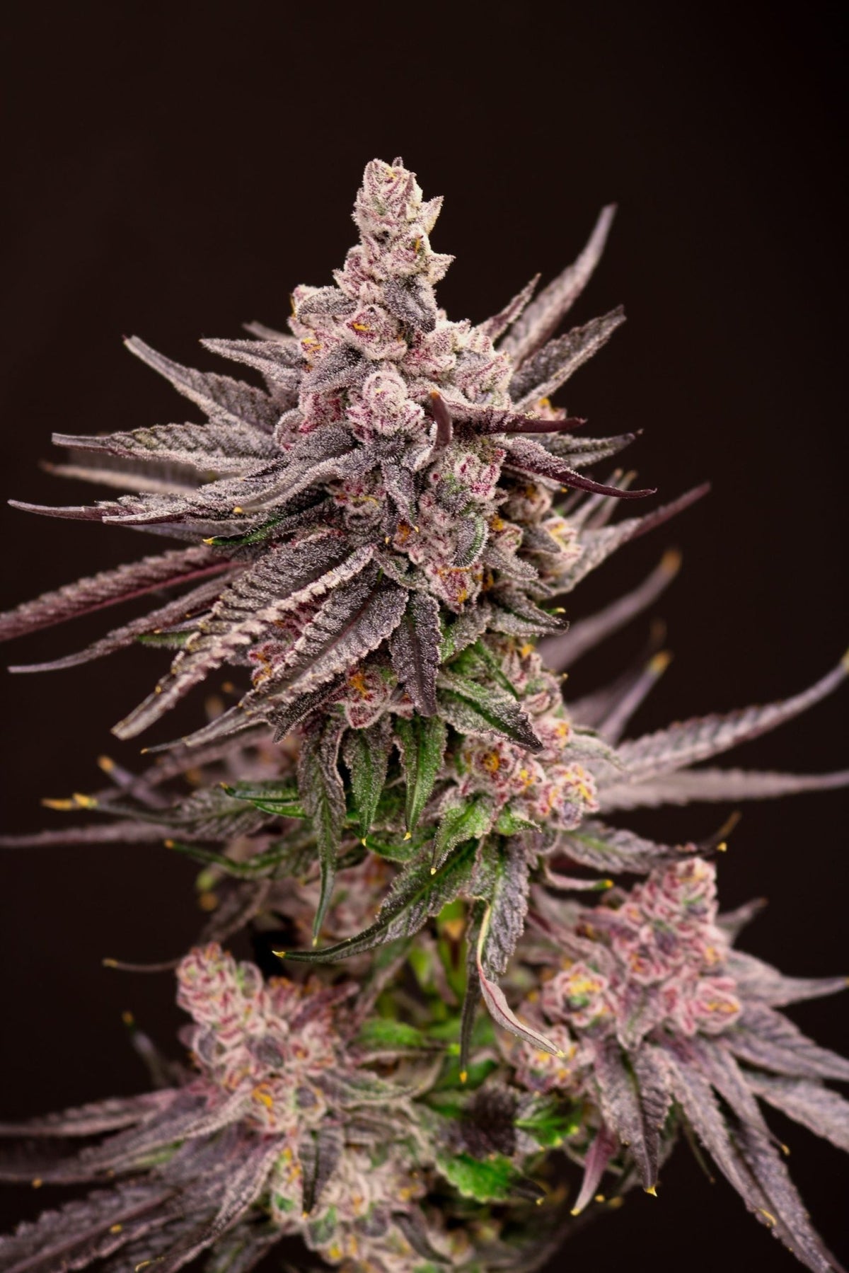 Lovin In Her Eyes-Depth Charge