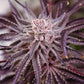Lovin In Her Eyes-Grape Amethyst