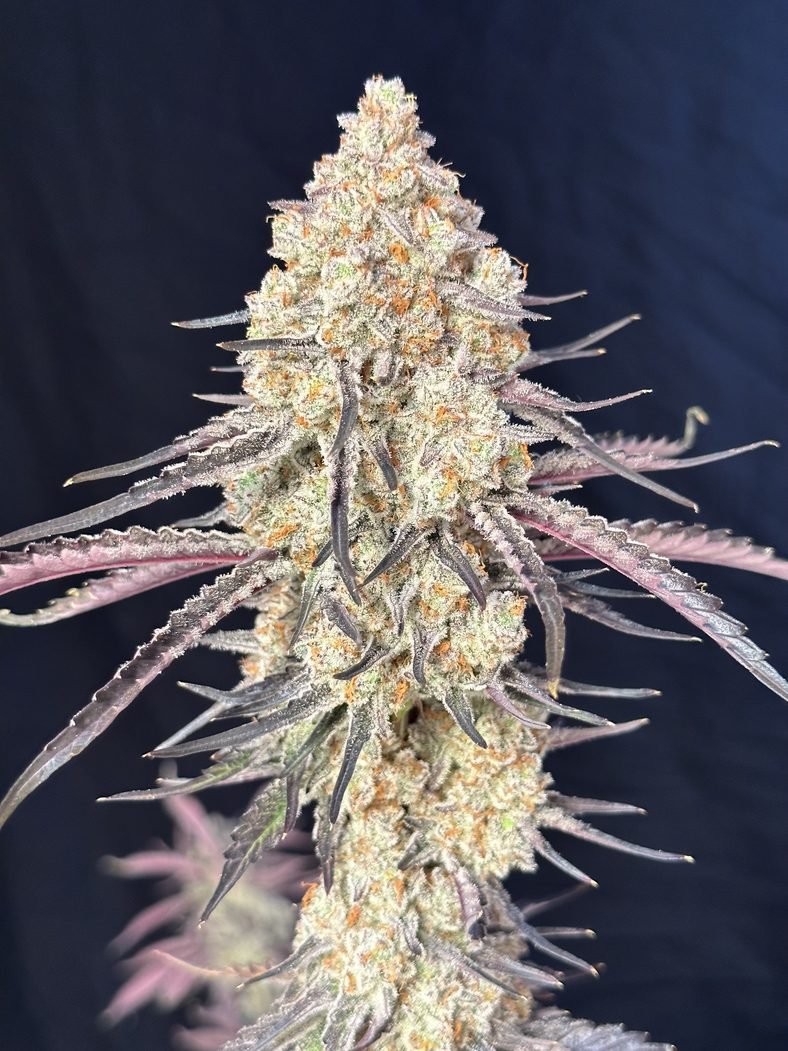 Lovin In Her Eyes-Purple Magnolia