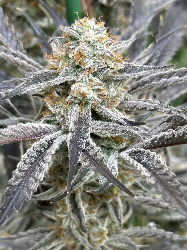 Lovin In Her Eyes-Strawberry Cadillac