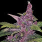 LSD-25 Auto - Cannaseuse - Curated Genetics - 42 Fast Buds