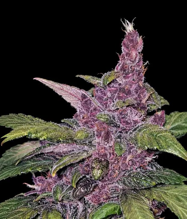 LSD-25 Auto - Cannaseuse - Curated Genetics - 42 Fast Buds