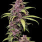 LSD-25 Auto - Cannaseuse - Curated Genetics - 42 Fast Buds