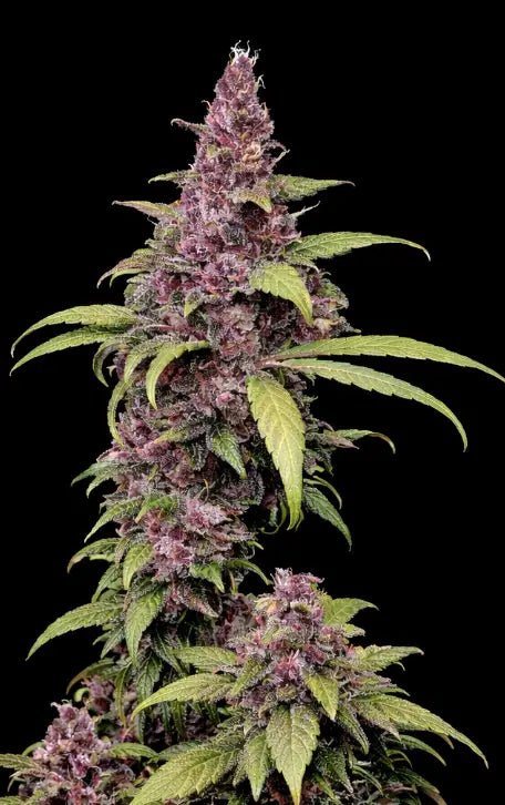 LSD-25 Auto - Cannaseuse - Curated Genetics - 42 Fast Buds