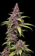 LSD-25 Auto - Cannaseuse - Curated Genetics - 42 Fast Buds