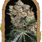 Malasaña Cookies - Cannaseuse - Curated Genetics - Exotic Seed