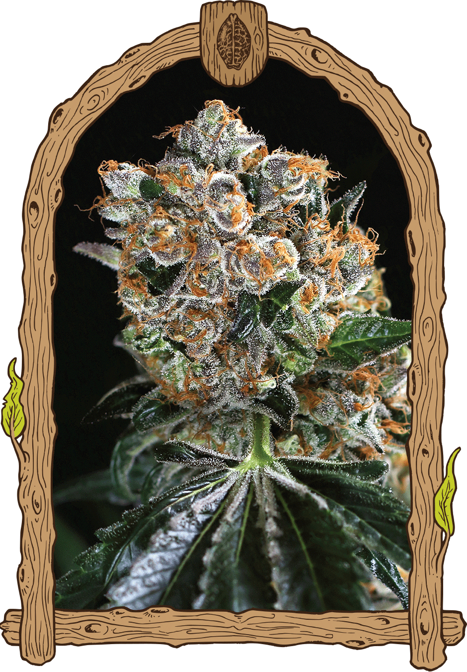 Malasaña Cookies - Cannaseuse - Curated Genetics - Exotic Seed