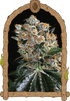 Malasaña Cookies - Cannaseuse - Curated Genetics - Exotic Seed
