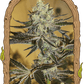 Malasaña Gelato - Cannaseuse - Curated Genetics - Exotic Seed